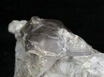 Double Isotelus Trilobite From Ontario #3070-5